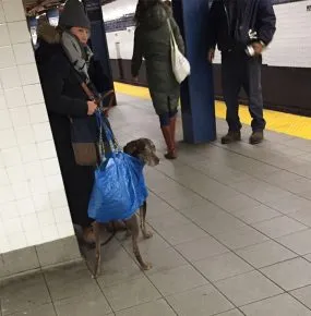 Sărbătorile în Statele Unite, cu un câine tot ce trebuie sa stiti despre turism si cazare in America, cu un câine
