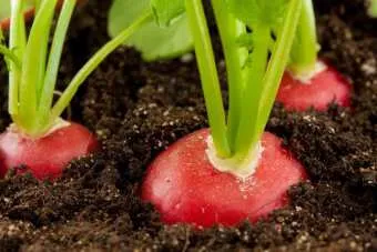 Pentru a afla cum să planteze ridichi, pentru a obține o recoltă mare (get) Pentru a afla cum să planteze ridichi, pentru a obține o recoltă bună