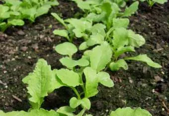 Pentru a afla cum să planteze ridichi, pentru a obține o recoltă bună (recolta) Pentru a afla cum să planteze ridichi, pentru a obține o recoltă bună