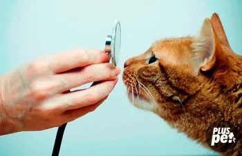 Absenta, urinare intarziere la pisici - - rase de animale de câini, pisici, specii de pești (pisici) Absența, întârziere urinare la pisici - - rase de animale de câini, pisici, pesti,