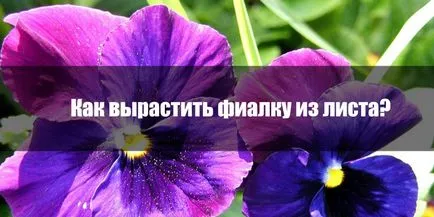 De la piese mici la plante cu flori luxuriante și cum să crească din frunze violet, utile