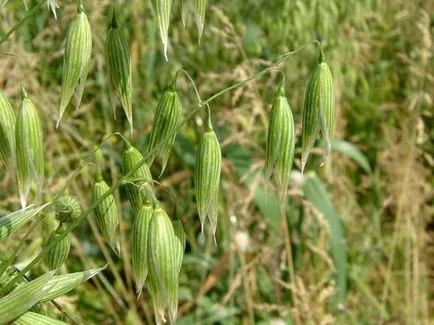 Ovăz ca îngrășământ verde înainte de iarnă, atunci când și ce să planteze, mai bine secară sau ovăz insamintare normele, beneficiile (mai bună) Ovăz ca îngrășământ verde înainte de iarnă, atunci când și ce să planteze, mai bine secară sau ovăz de semănat norme, utilizarea