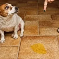 Scutece pentru câini - comoditate pentru câini și stăpânii lor