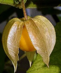 familie de plante Solanaceae