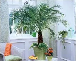 Palma dormitor (39 poze) tipuri de acasă decorative, cu frunze penate ale plantelor, similare
