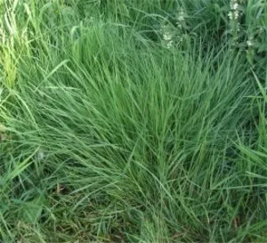 Raigras pășune el este un raigras pe termen lung