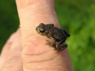 Papiloma simptomelor si tratamentul copilului