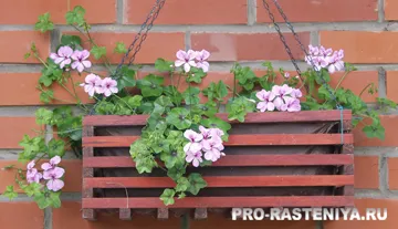 Pelargonium din semințe de la domiciliu