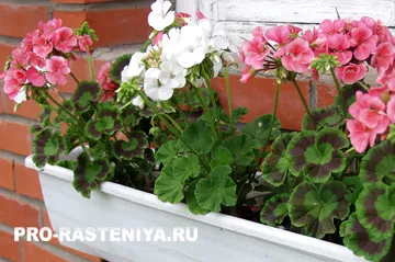 Pelargonium din semințe de la domiciliu