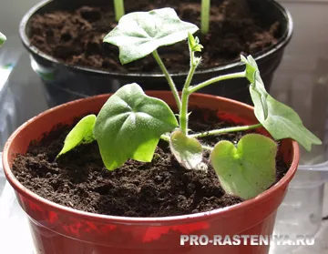 Pelargonium din semințe de la domiciliu