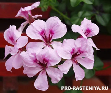 Pelargonium din semințe de la domiciliu