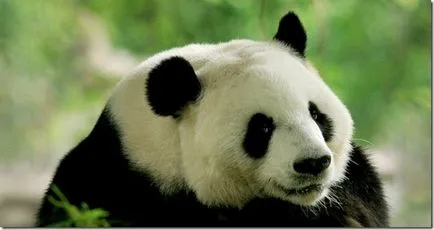 Panda - un copil ciudat de natură (panda) Panda - un copil ciudat al naturii