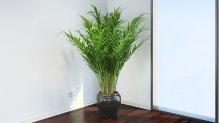 Palma dormitor (39 poze) tipuri de acasă decorative, cu frunze penate ale plantelor, similare