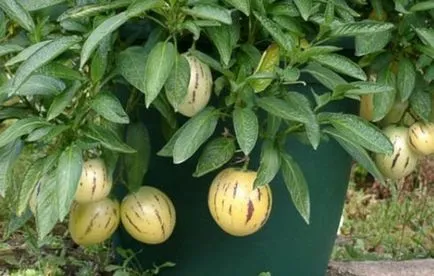 Pepino în creștere din semințe, tehnologie, fotografie, alege o aterizare (în creștere) Pepino în creștere din semințe, tehnologie, fotografie, alegeți o aterizare