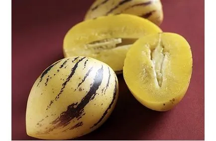 Pepino în creștere din semințe, tehnologie, fotografie, alege o aterizare (în creștere) Pepino în creștere din semințe, tehnologie, fotografie, alegeți o aterizare