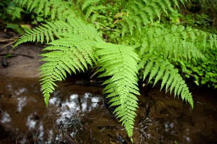 Fern proprietăți și contraindicații utile Bracken (util) Fern proprietăți și contraindicații utile bracken