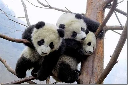 Panda - un copil ciudat de natură (panda) Panda - un copil ciudat al naturii