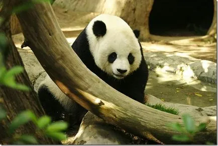 Panda - un copil ciudat de natură (panda) Panda - un copil ciudat al naturii