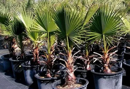 Palma WASHINGTON - plantare și îngrijire la domiciliu, de reproducere, fotografii, cum să aibă grijă de (plantare) Palma WASHINGTON - plantare și îngrijire la domiciliu, de reproducere, fotografii, cum să aibă grijă de