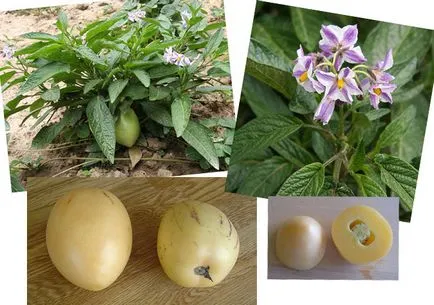 Pepino cultivate în interior din semințe, îngrijire, înmulțire prin butași (pepino) Pepino cultivate în interior din semințe, de îngrijire, înmulțire prin butași