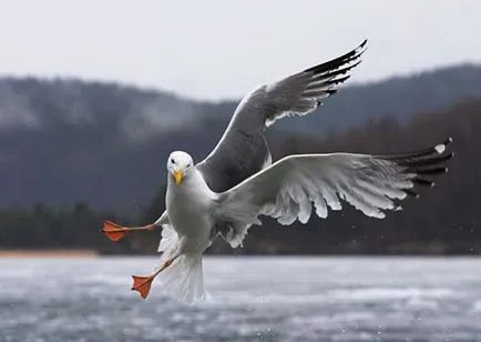 Lacul Baikal este cel mai adânc și mai curat lac din lume (Lake) Lacul Baikal este cel mai adânc și mai curat lac din lume