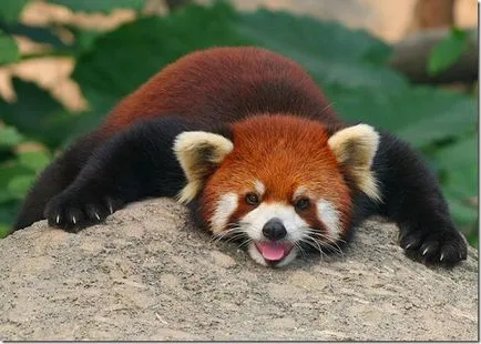 Panda - un copil ciudat de natură (panda) Panda - un copil ciudat al naturii