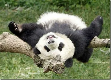 Panda - un copil ciudat de natură (panda) Panda - un copil ciudat al naturii