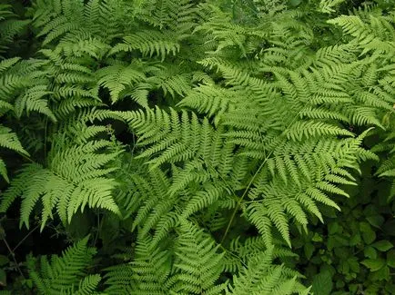Ferigi în grădină, de plantare, îngrijire, sfaturi