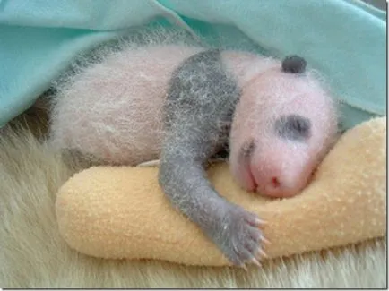 Panda - un copil ciudat de natură (panda) Panda - un copil ciudat al naturii