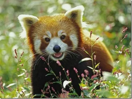 Panda - un copil ciudat de natură (panda) Panda - un copil ciudat al naturii