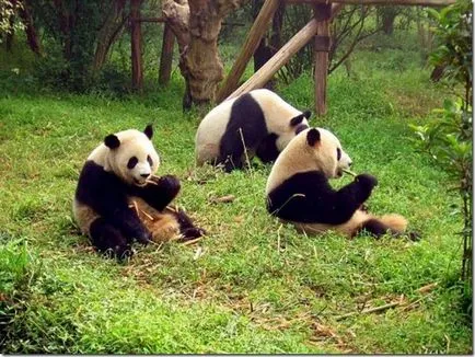 Panda - un copil ciudat de natură (panda) Panda - un copil ciudat al naturii
