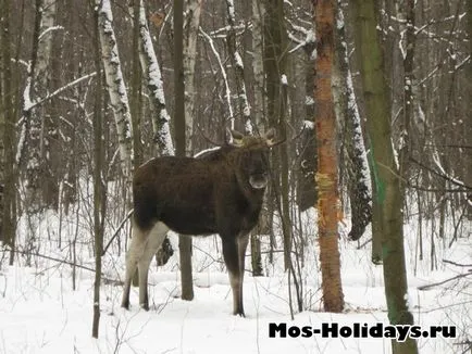 Parc de recreere Sokolniki fotografie, adresa intrarea principală este accesibil cu metroul