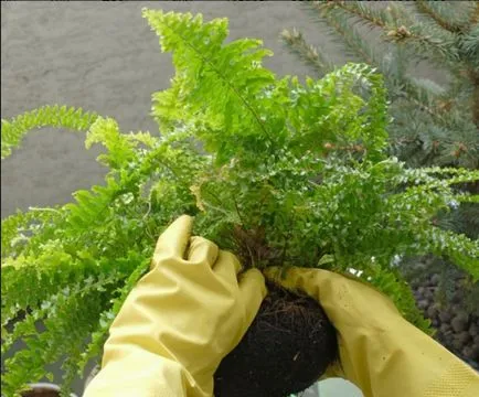 Ferigi în grădină, de plantare, îngrijire, sfaturi