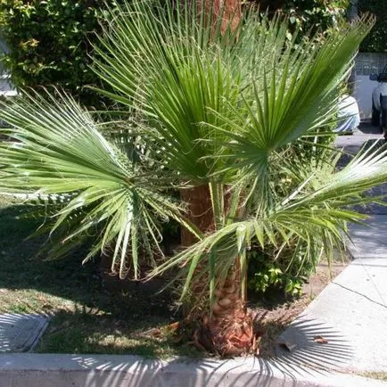 Palma Washington Picture, de îngrijire la domiciliu