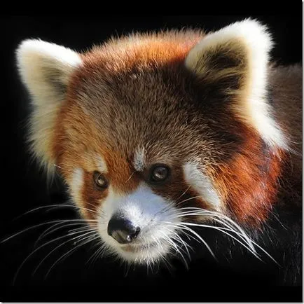 Panda - un copil ciudat de natură (panda) Panda - un copil ciudat al naturii