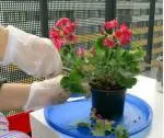 Transplantare plante de interior rapid și ușor