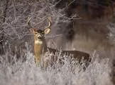 În primul rând de vânătoare în cazul în care pentru a începe (incepator Hunter) În primul rând de vânătoare în cazul în care pentru a începe