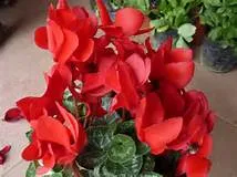 Cyclamen transplantare dezvăluie secretele