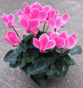 Transplantare ciclamen (cu video) când și cum (Cyclamen) Transplantare ciclamen (cu video) când și cum