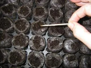 Petunia - îngrijire și cultivare (cultivare) Petunia - ingrijire si cultivare