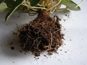Transplantare ciclamen (cu video) când și cum (Cyclamen) Transplantare ciclamen (cu video) când și cum