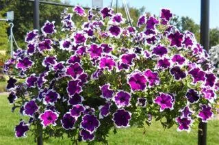 Petunia - îngrijirea și cultivarea (flori mai mici) Petunia - ingrijire si cultivare