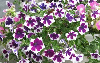Petunia - petunii în creștere - îngrijire și transplant de petunie (Petunia) Petunia - petunii în creștere - îngrijire și transplant de petunie