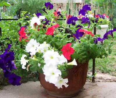 Petunia - îngrijirea și cultivarea (flori mai mici) Petunia - ingrijire si cultivare