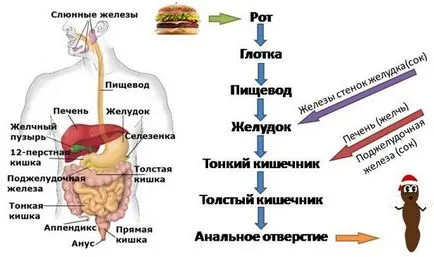 Digestia de carne în corpul uman și enzimele de digestie (umane) Digestia cărnii în enzimele corpului uman și timpul de digestie