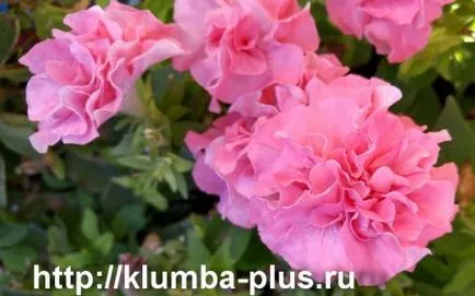 Petunia - în creștere din semințe