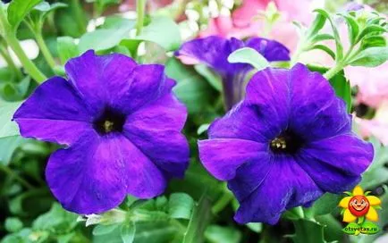 îngrijire Petunia și în creștere la domiciliu (de îngrijire) îngrijire Petunia și cultivarea în casă