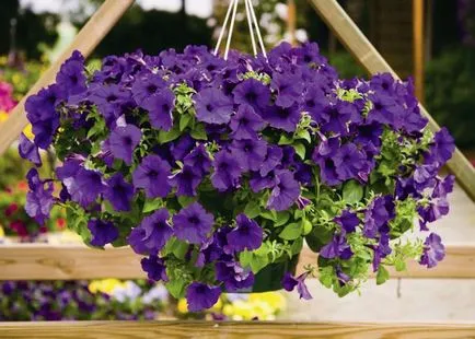 Petunia - îngrijire și cultivarea la domiciliu din semințe
