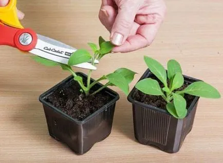 Petunia - îngrijire și cultivarea la domiciliu din semințe