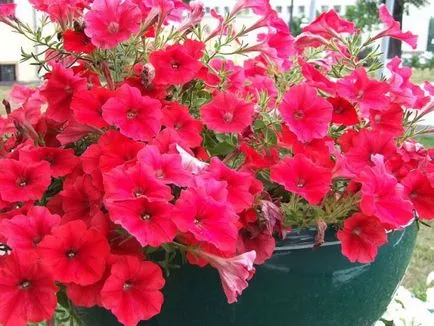 Petunia - îngrijire și cultivarea la domiciliu din semințe